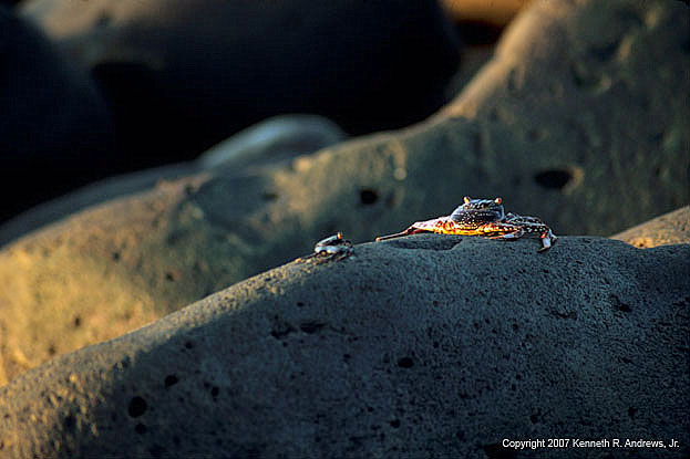 kra200017-03-Crab2