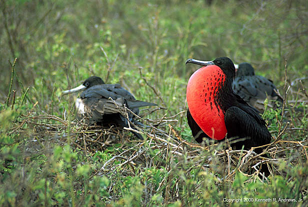 kra200018-34-FrigateBird-1
