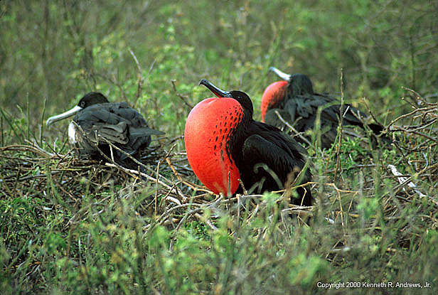 kra200019-02-FrigateBird-2