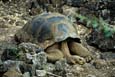 kra200008-12-Galapagos-tort1