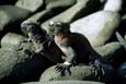 kra200012-26-Iguana1