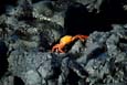 kra200012-37-Crab1