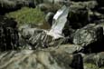 kra200014-11-Gull-1