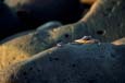 kra200017-03-Crab2