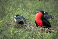 kra200018-34-FrigateBird-1
