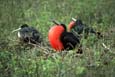 kra200019-02-FrigateBird-2